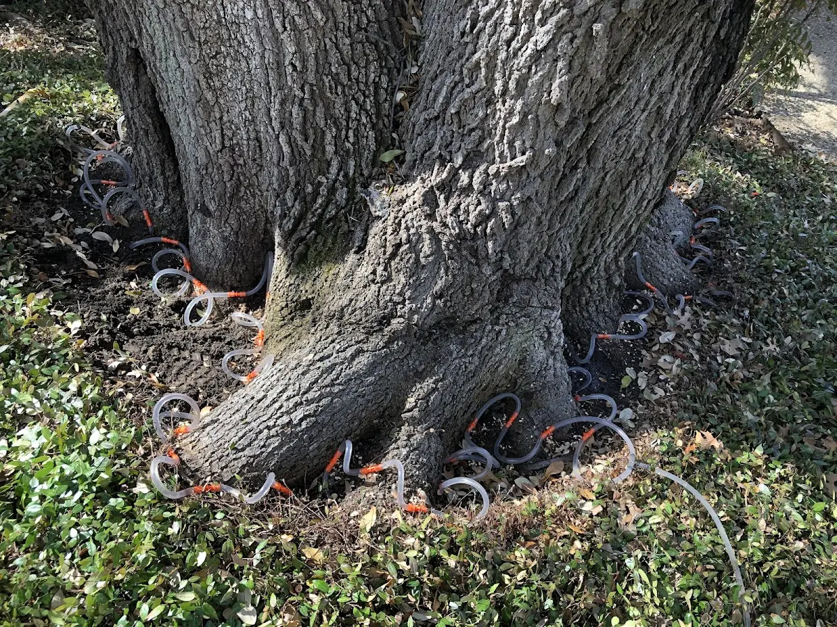 Detailed Tree Cabling and Bracing job site in Four Oaks